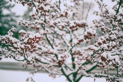 Close-up of cherry blossom tree