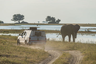 Elephant walking by car on dirt road against sky