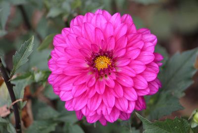 Close-up of pink flower blooming outdoors