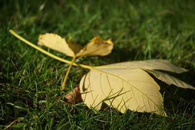 Close-up of autumn leaf on grass