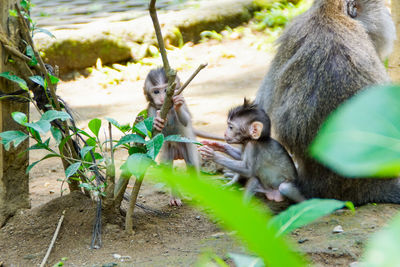 View of monkey sitting on plants