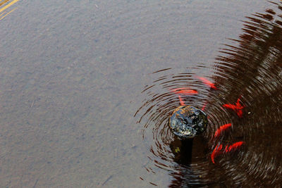 High angle view of duck swimming in lake