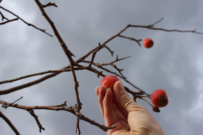 Low angle view of woman holding berries on tree