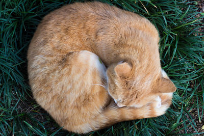 High angle view of dog sleeping on grass