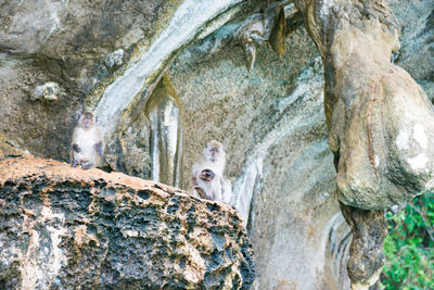 View of an animal on rock