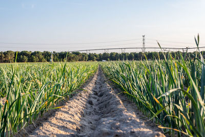 View from the ground of a garlic plantation with dense grasses 