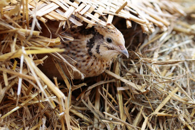 Japanese laying quail, happy animal in species-appropriate husbandry