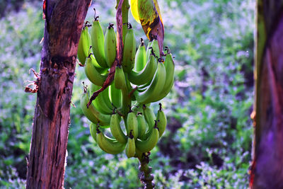 Close-up of fruits hanging on tree