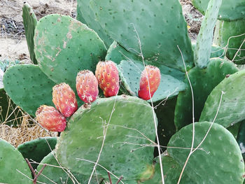 High angle view of succulent plant growing on cactus