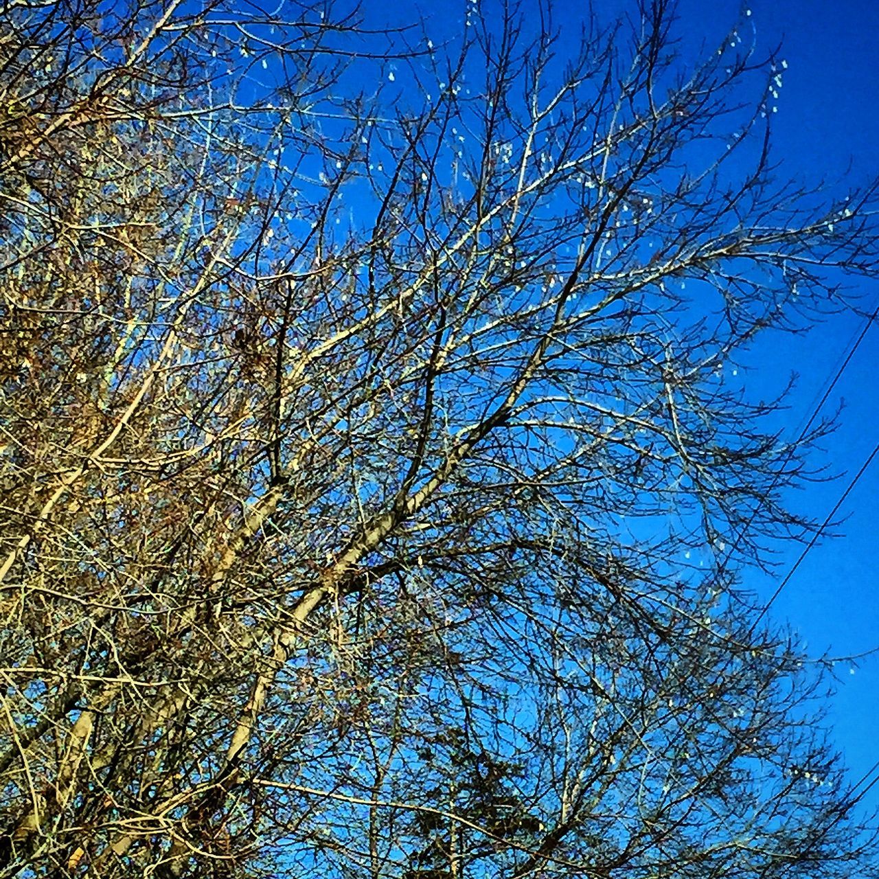 blue, low angle view, tree, branch, bare tree, clear sky, nature, growth, sky, tranquility, beauty in nature, day, outdoors, no people, sunlight, backgrounds, scenics, high section, tree trunk, silhouette