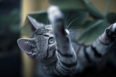 Close-up portrait of a cat