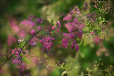 Close-up of pink flowering plant on field