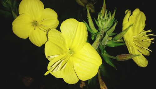 Close-up of yellow flowering plant against black background