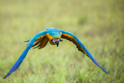 Close-up of a bird flying