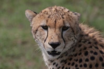 Close-up portrait of lion