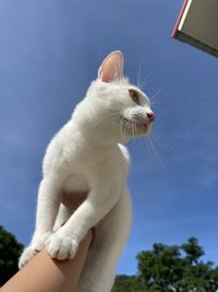 Low angle view of a cat