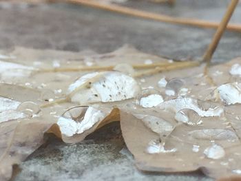 Close-up of wet leaf