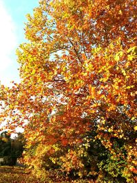 Low angle view of autumn tree