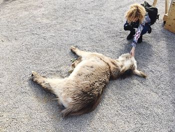 High angle view of woman touching hairy donkey lying on field