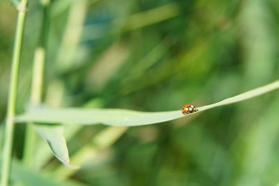 Close-up of ladybug on leaf