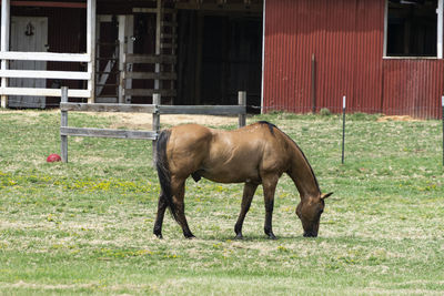 Horse in a field