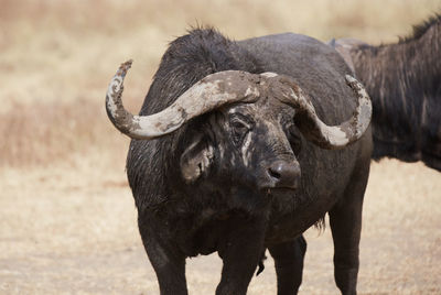 Horse standing in a field