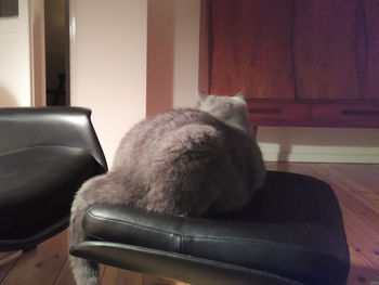 Close-up of cat resting on chair
