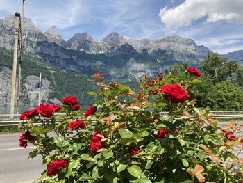 Red flowering plants by mountains against sky