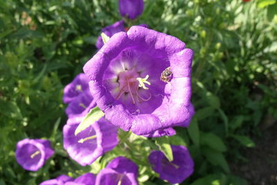 Close-up of fresh purple flower blooming in garden