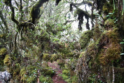 Trees in forest