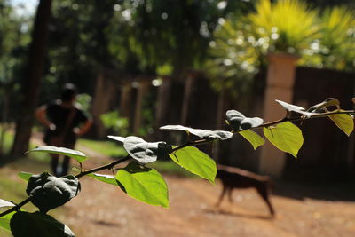 Close-up of plant growing on tree