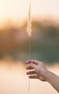 Close-up of hand holding plant stem against sky during sunset