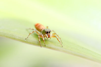 Close up, spider on green leaf.