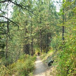 Footpath leading to forest