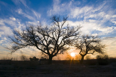 Silhouette bare trees on field against sky during sunset