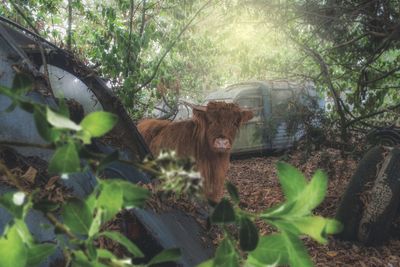Portrait of cow in a forest