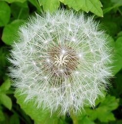 Close-up of dandelion flower