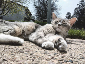 Cat resting on tree trunk