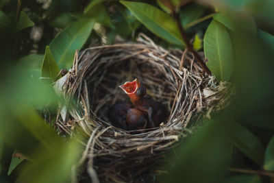 View of birds in nest