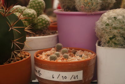 Close-up of potted plants on table