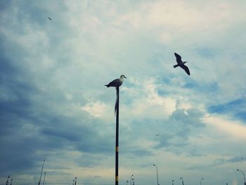 Low angle view of birds flying against cloudy sky