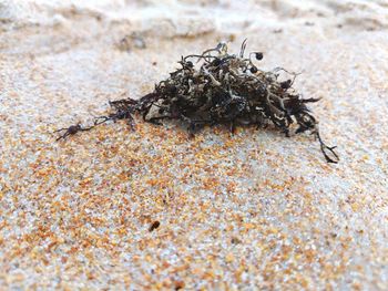 Close-up of ant on sand