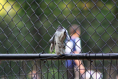 Close-up of glove on chainlink fence in cage