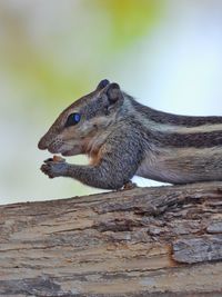 Close-up of squirrel on wood