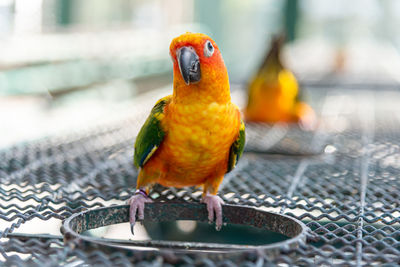 Close-up of parrot perching on metal