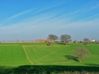 Scenic view of agricultural field against sky