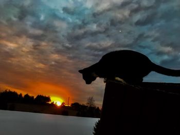 Silhouette cat looking away against sky during sunset