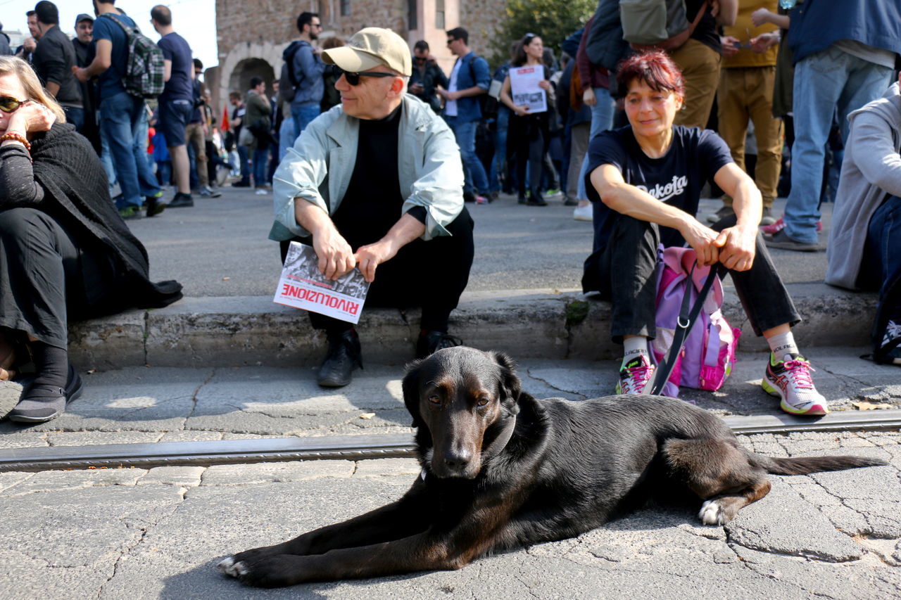 DOGS IN STREET