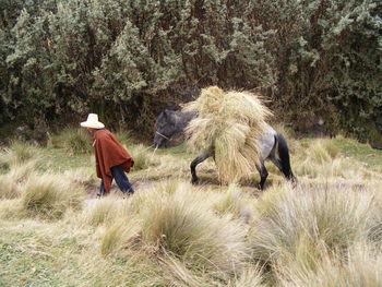 Man walking with horse carrying hay against trees
