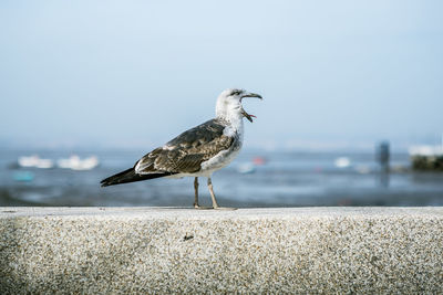 Close-up of seagull perching on beach against clear sky